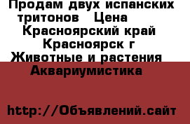 Продам двух испанских тритонов › Цена ­ 600 - Красноярский край, Красноярск г. Животные и растения » Аквариумистика   